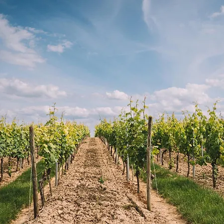 Weingut Petershof Appartement Alzey Buitenkant foto